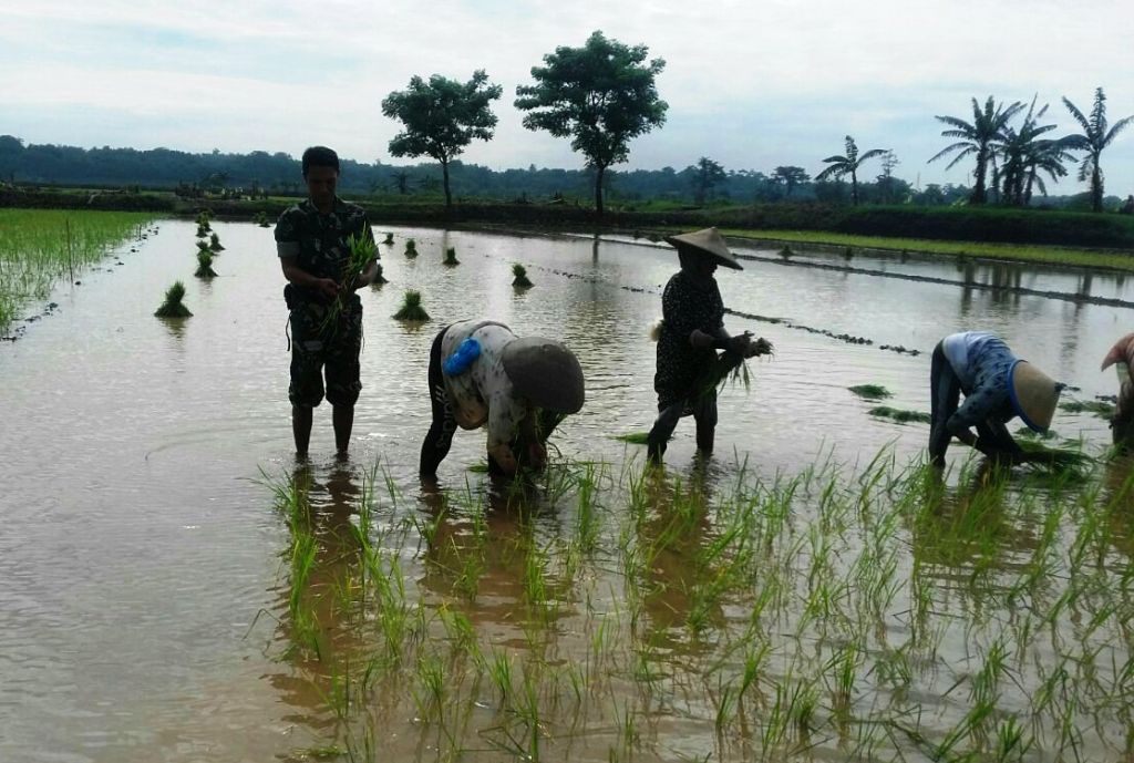 Babinsa Kodim Jepara Turun Langsung Ke Sawah Bantu Warga Tanam Padi